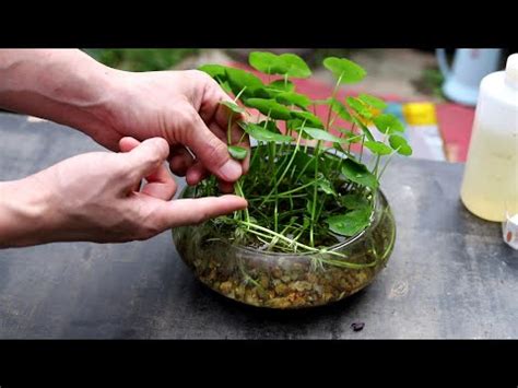 銅錢草食譜|養生必學銅錢草食譜